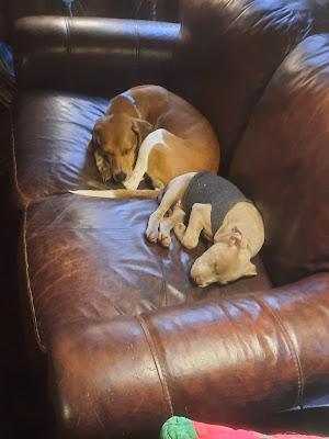 Playdate for Pups