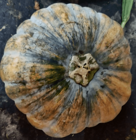 Pumpkin: a treasure house of goodness