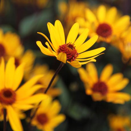 There are thousands of varieties, which makes identifying succulents a challenge. Buy false sunflower Heliopsis helianthoides var. scabra
