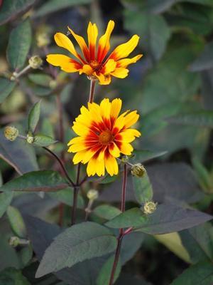 Read on for 10 interesting facts about plants. False Sunflower Heliopsis helianthoides var. scabra