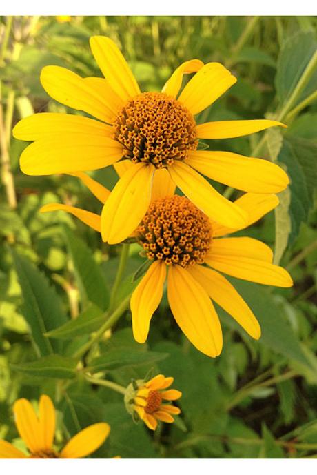 Shane wilson want to change the entire look of your garden without bulldo. Heliopsis helianthoides - Ox-eye Sunflower