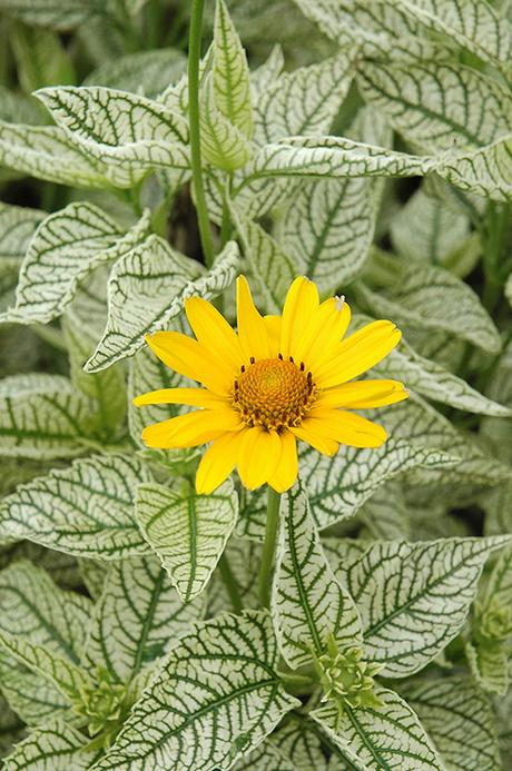 Because of this, the different types have varying requirements to help them thrive. Sunburst False Sunflower (Heliopsis helianthoides