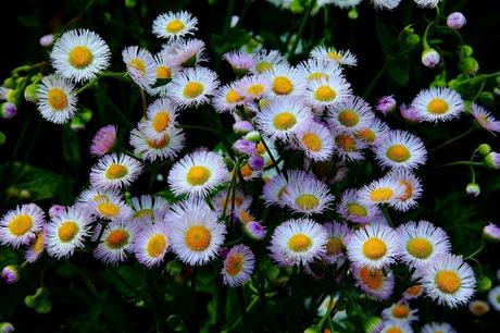 Annual plants come in many colors and forms, and can quickly transform a garden. Fleabane Daisy Growing - Learn About The Care Of Fleabane
