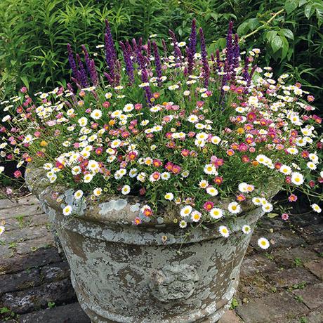 Diy experts discuss several plant varieties and the planting information for each zone. Mexican fleabane Erigeron karvinskianus : Grows on You