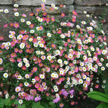 Get your perennials off to a solid start and they'll reward you with many seasons of color. Buy Mexican fleablane (syn. Profusion ) Erigeron