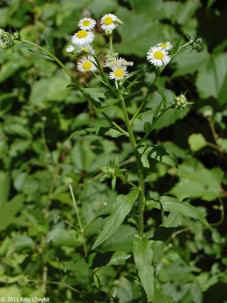 Diy experts discuss several plant varieties and the planting information for each zone. Erigeron annuus (Annual Fleabane): Minnesota Wildflowers