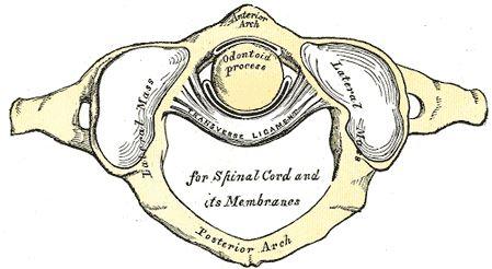 What Is the Atlantodens Interval? A QuickStart Guide