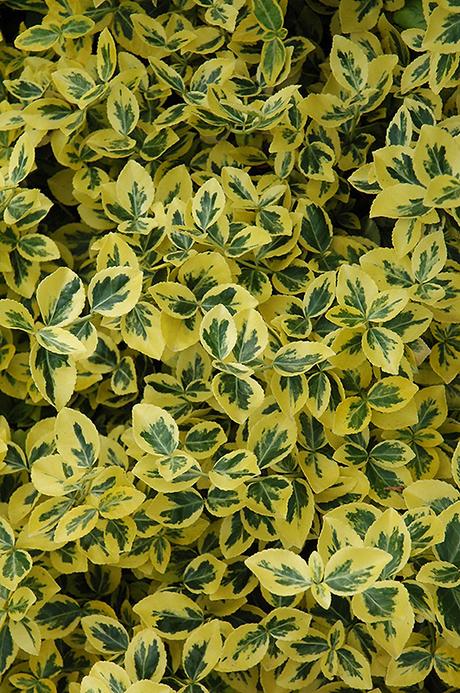 Plants are defenseless against the munching mouths of herbivorous animals, but some carnivorous plant species take matters into their own stems by snacking on bugs. Emerald 'n' Gold Wintercreeper (Euonymus fortunei 'Emerald