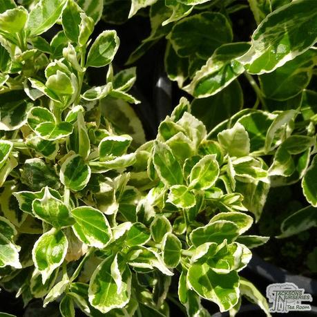 Plants are defenseless against the munching mouths of herbivorous animals, but some carnivorous plant species take matters into their own stems by snacking on bugs. Buy Euonymus fortunei Emerald Gaiety (Evergreen