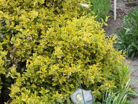 Diynetwork.com offers more information about more plant varieties and the planting information for each zone. Kletter-Spindelstrauch, Kriechspindel (Euonymus fortunei)