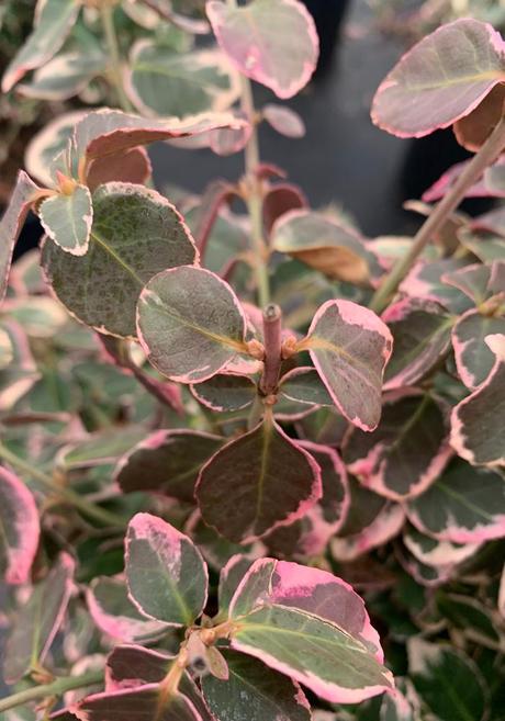 Get your perennials off to a solid start and they'll reward you with many seasons of color. Euonymus fortunei 'Emerald Gaiety' Wintercreeper from
