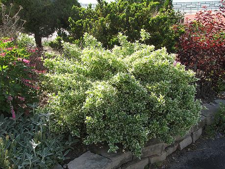 Annual plants come in many colors and forms, and can quickly transform a garden. Emerald Gaiety Wintercreeper (Euonymus fortunei 'Emerald