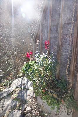 Undaunted by Freezing Weather, the Snapdragon Persists
