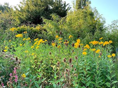 The perennial sunflower