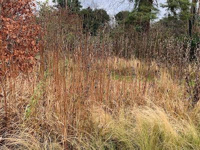 The perennial sunflower