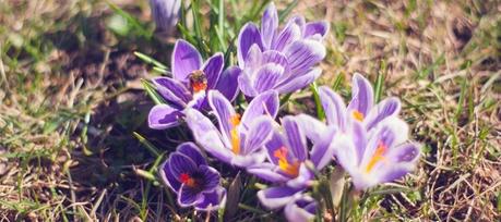 Ultimate Benefits of Saffron for Skin and Face