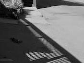 Black White
