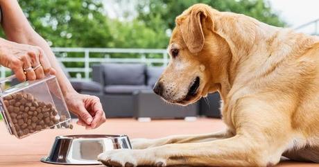 A Guide to Choosing a Store for Pets Supplies Pets Supplies