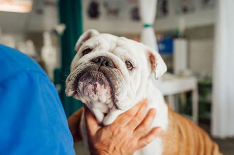 11 Tips on How to Take Care of an English bulldog