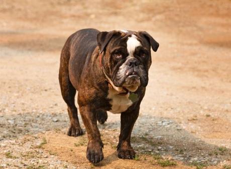 11 Tips on How to Take Care of an English bulldog