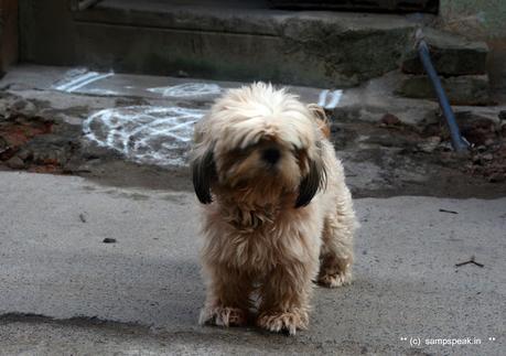 Cannot see its eyes !  - do not understand one word of its finance -  Shih Tzu !!