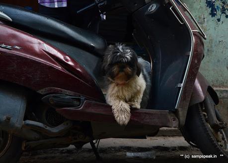 Cannot see its eyes !  - do not understand one word of its finance -  Shih Tzu !!