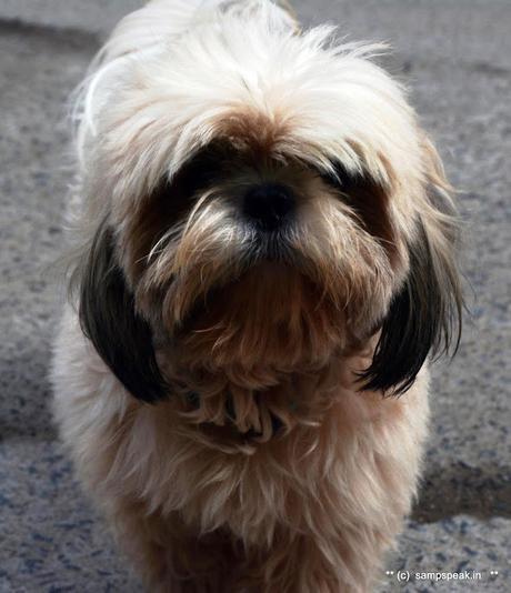 Cannot see its eyes !  - do not understand one word of its finance -  Shih Tzu !!