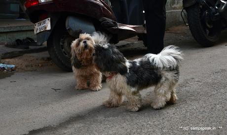 Cannot see its eyes !  - do not understand one word of its finance -  Shih Tzu !!