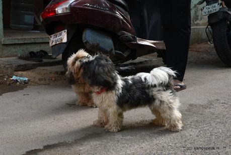 Cannot see its eyes !  - do not understand one word of its finance -  Shih Tzu !!