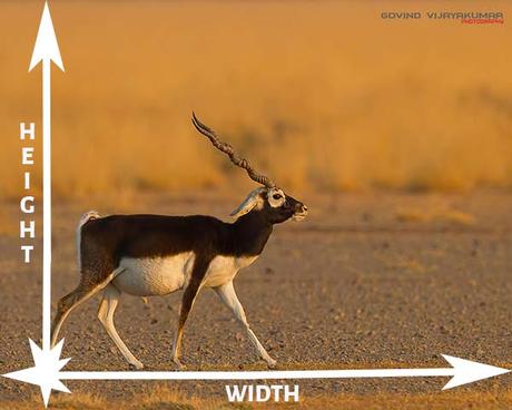 Image Aspect Ratio Explained