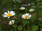 Pyrethroids Market Crop Type Region Global Trends Forecasts 2027