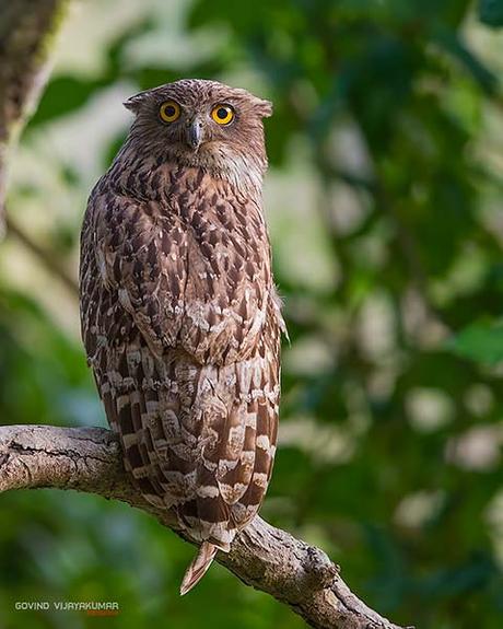 14 Best Bird Poses To Capture For Bird Photography Backside view with full head turn