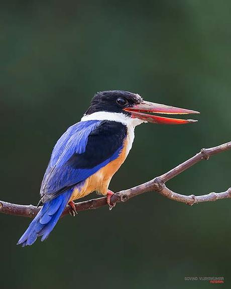 14 Best Bird Poses To Capture For Bird Photography Bird Call Pose