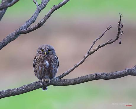 14 Best Bird Poses To Capture For Bird Photography Front view shot