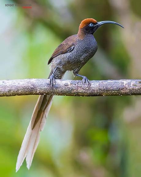 14 Best Bird Poses To Capture For Bird Photography Front view bird pose with head turn