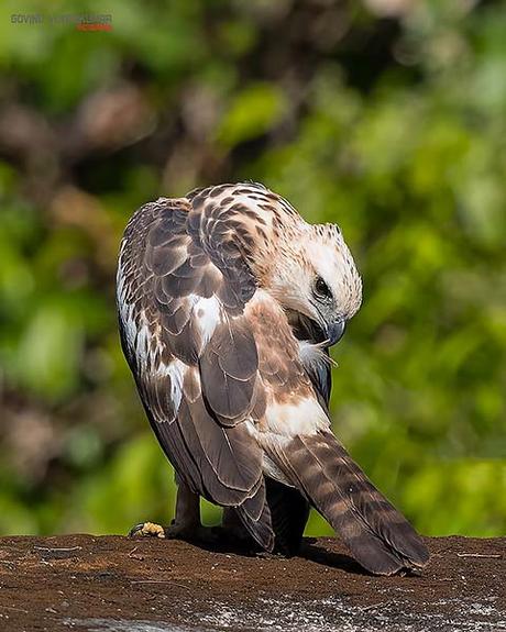 14 Best Bird Poses To Capture For Bird Photography Bird Pose Preening Pose