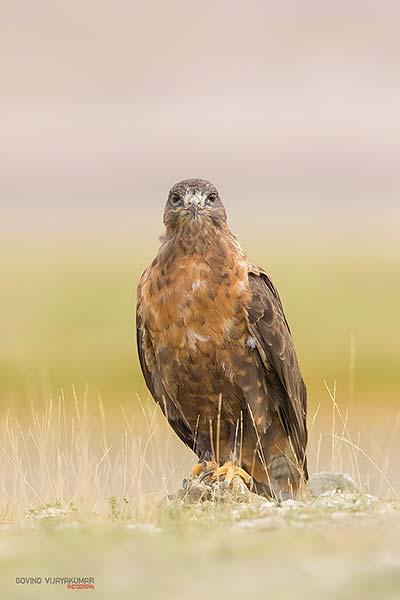 14 Best Bird Poses To Capture For Bird Photography Head on Shot Perched on Ground