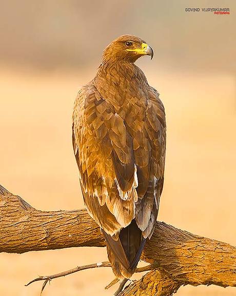14 Best Bird Poses To Capture For Bird Photography Backside view with head half head turn