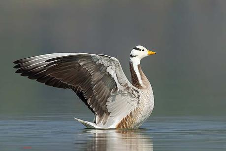 14 Best Bird Poses To Capture For Bird Photography Wing flap pose