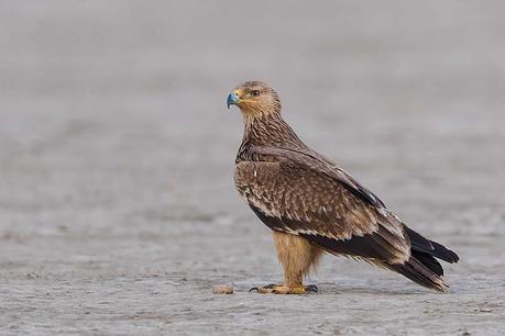 14 Best Bird Poses To Capture For Bird Photography Sideview shot Perched on Ground