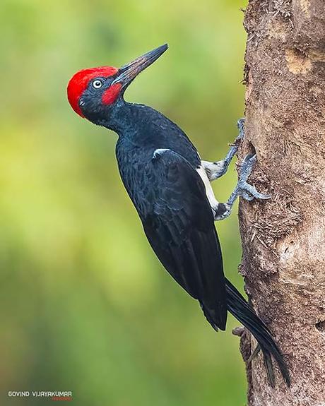 14 Best Bird Poses To Capture For Bird Photography Bird Pose-The Woodpecker. Pose