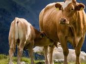 Colostrum Market Size, Share, Trends, Application Analysis, Growth Forecast 2019 2027