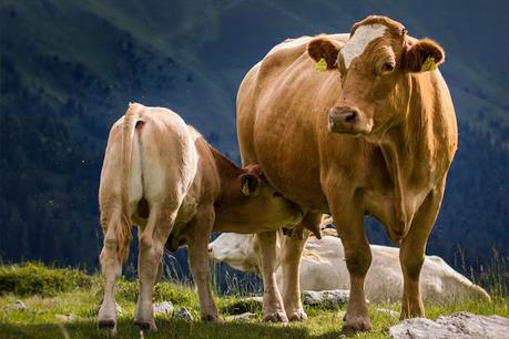 Colostrum Market Colostrum is a kind of milk produced by the mammary glands of mammals such as cows, sheep, goats, and humans after they have given birth but before breast milk has been produced.