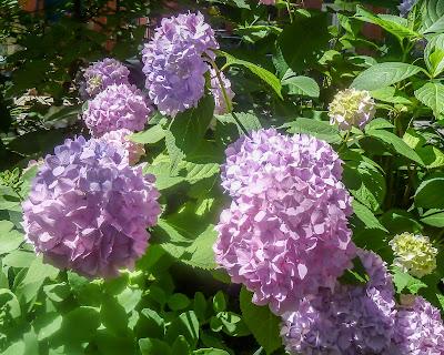 Remember the flowers