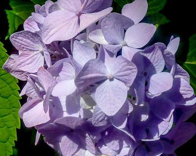 Remember the flowers