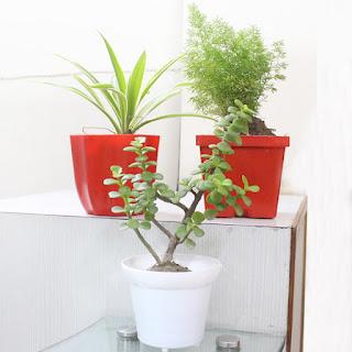 Plant Gifts for Christmas