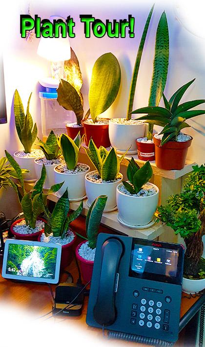 🎍WATCH: Indoor Plants Collection Tour Inside a Small Condo Unit.