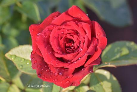 new variety of Rose named after eminent Agricultural Scientist