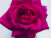 Variety Rose Named After Eminent Agricultural Scientist