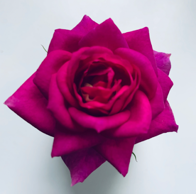 new variety of Rose named after eminent Agricultural Scientist